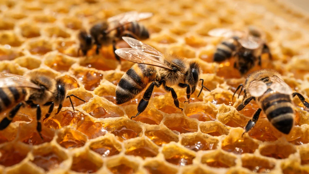 Macrofoto van bijen op een honingraat vol honing, haarscherp contentbeeld gemaakt met Seedream 5.0.